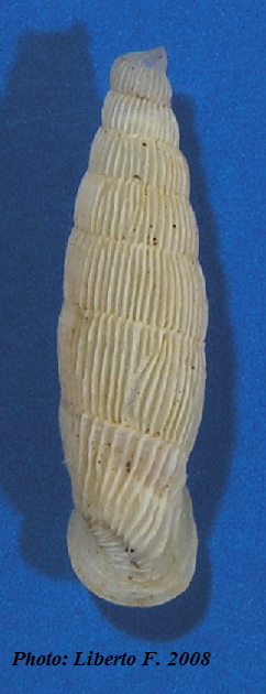 Muticaria macrostoma (Cantraine, 1835)